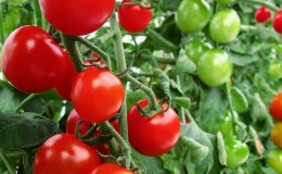 Ideal für Gewächshäuser, frühreifende und ertragreiche Tomaten 