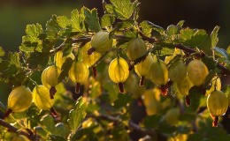 Wenn Stachelbeeren in der Region Moskau reifen und wie man die Reife von Beeren bestimmt