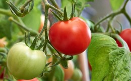 So gießen Sie Tomaten, um schneller rot zu werden: das beste Top-Dressing für Tomaten und Life-Hacks, um die Reifung zu beschleunigen