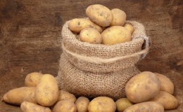 Features of storing potatoes: at what temperature does it freeze