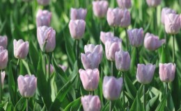 Hướng dẫn cho người mới bắt đầu trồng hoa tulip vào tháng 8