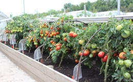 What is a nepas tomato (nonsynky), what is it good for, how it is grown and what varieties are considered the best