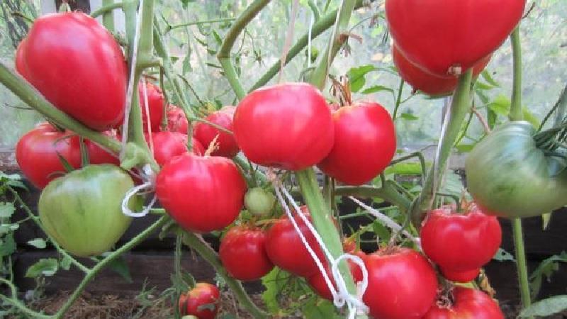 Eine ideale Sorte für eine reichhaltige, schmackhafte, frühe Ernte von Tomaten: Skorospelka-Tomate