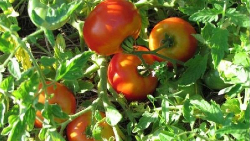 Eine ideale Sorte für eine reichhaltige, schmackhafte, frühe Ernte von Tomaten: Skorospelka-Tomate