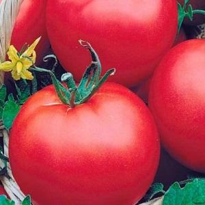 Eine ideale Sorte für eine reichhaltige, schmackhafte und frühe Ernte von Tomaten: Skorospelka-Tomate