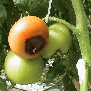 Mit welchen Tomaten sind sie krank und wie behandeln sie sie?