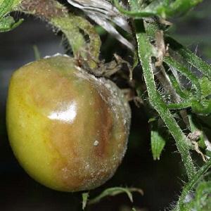 Mit welchen Tomaten sind sie krank und wie behandeln sie sie?