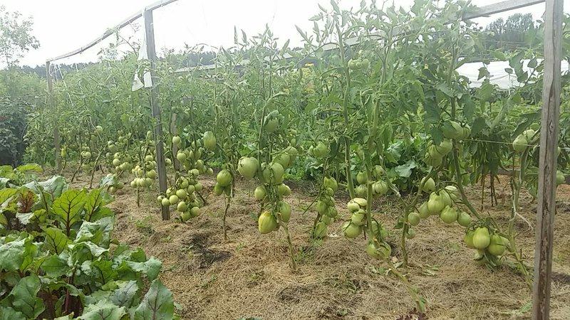 Ein Liebling der Bauern unter den Tomaten: Tomato Bull's Heart, Eigenschaften und Beschreibung der Sorte