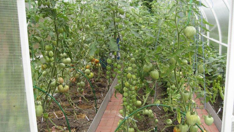 Ein Liebling der Bauern unter den Tomaten: Tomato Bull's Heart, Eigenschaften und Beschreibung der Sorte