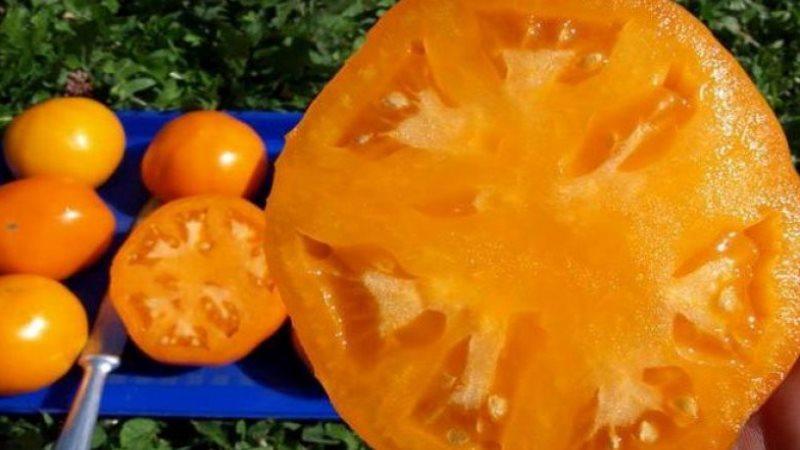 So züchten Sie eine Persimmon-Tomate auf Ihrer Website - Tricks und Tipps von erfahrenen Gärtnern