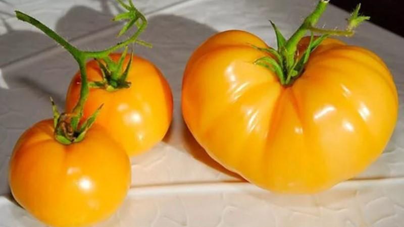 So züchten Sie eine Persimmon-Tomate auf Ihrer Website - Tricks und Tipps von erfahrenen Gärtnern