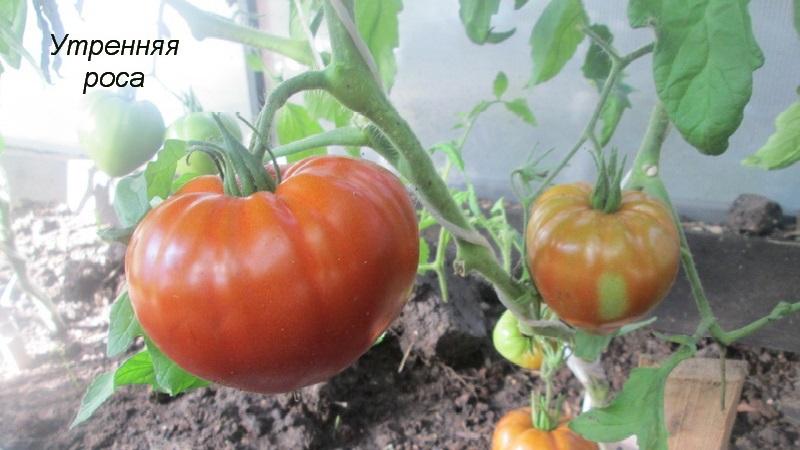 Universelle frühreifende Tomatensorte - Tomate Morgentau