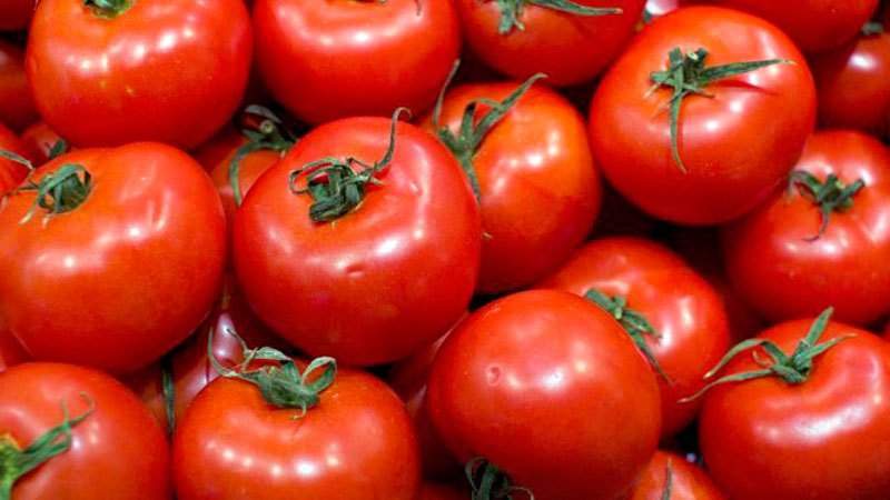 Welche niedrig wachsenden Tomatensorten sind am produktivsten?