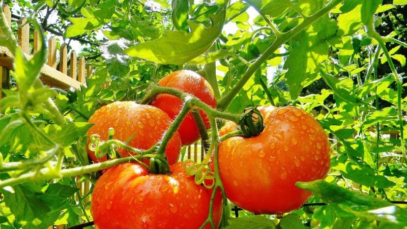 Welche niedrig wachsenden Tomatensorten sind am produktivsten?