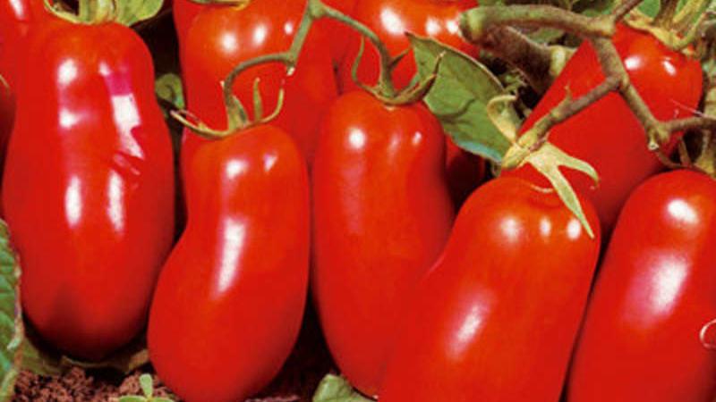 Welche niedrig wachsenden Tomatensorten sind am produktivsten?