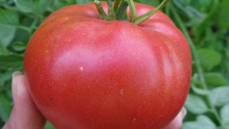 Welche niedrig wachsenden Tomatensorten sind am produktivsten?