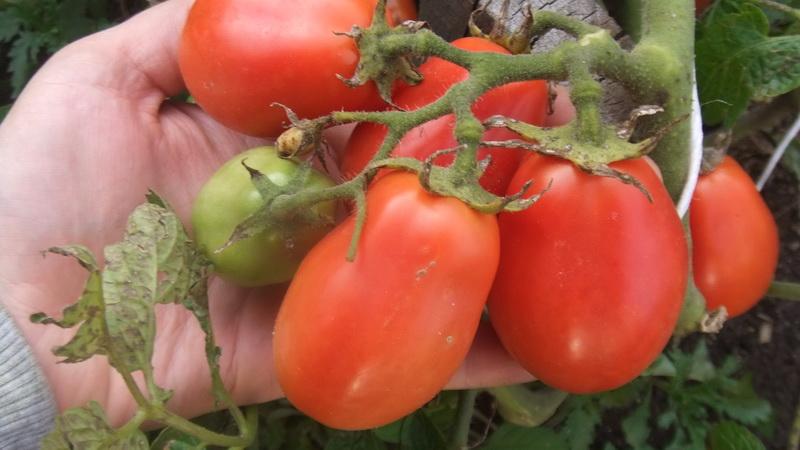 Welche niedrig wachsenden Tomatensorten sind am produktivsten?