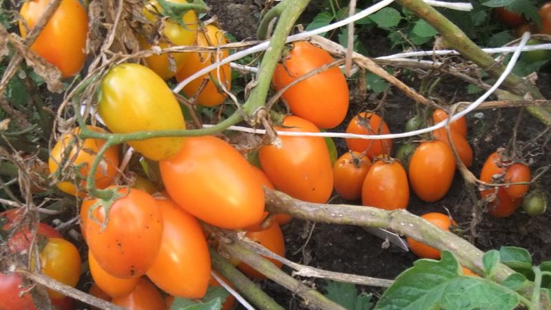 Welche niedrig wachsenden Tomatensorten sind am produktivsten?