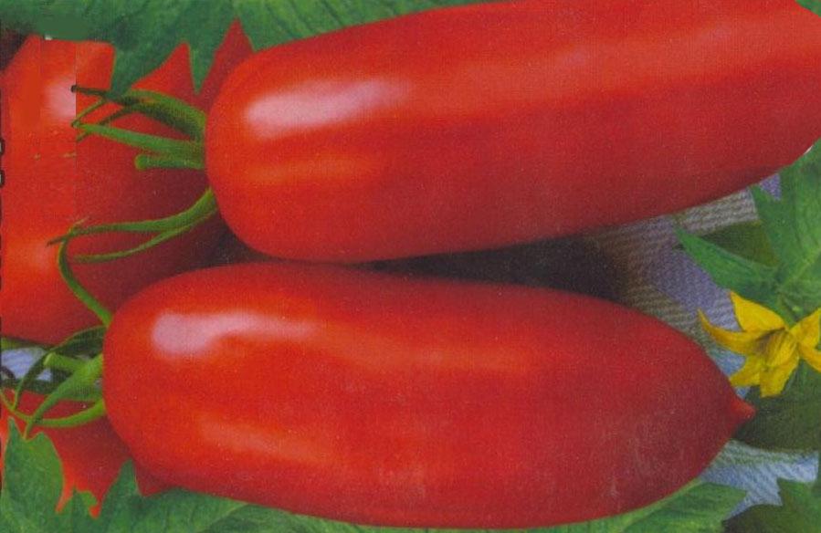 Welche niedrig wachsenden Tomatensorten sind am produktivsten?