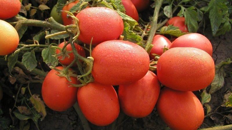 Wie man gute Stolypin-Tomaten anbaut