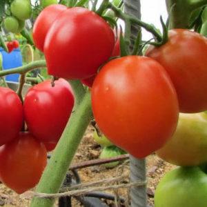 Wie man gute Stolypin-Tomaten anbaut