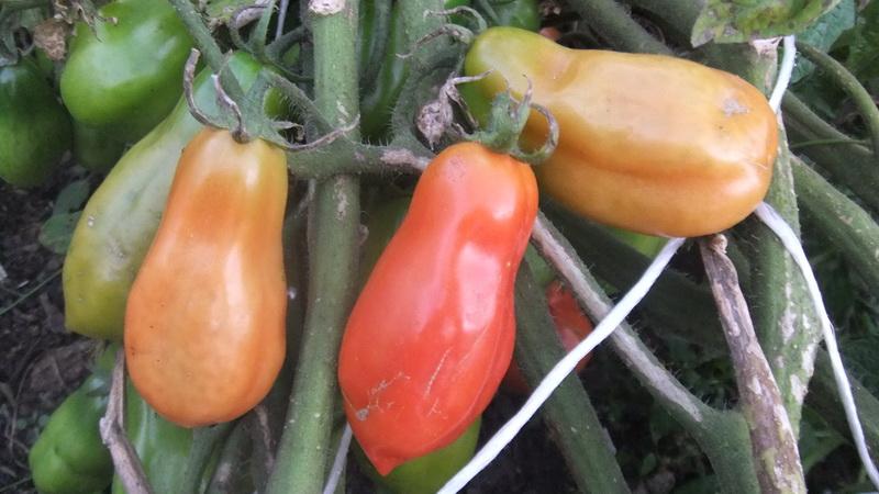 Eine erntbare und einfach zu züchtende Tomate. Weibliches Glück - Foto von Früchten und Geheimnissen kompetenter Pflege