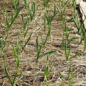 Wir retten die Ernte vor der Kälte: wie man Knoblauch für den Winter bedeckt, wie und wann man es richtig macht