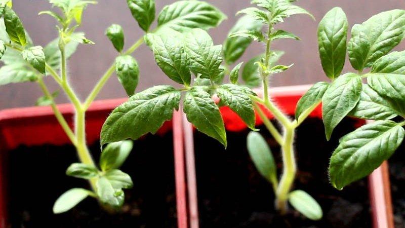 Wie man Tomaten für Setzlinge wählt