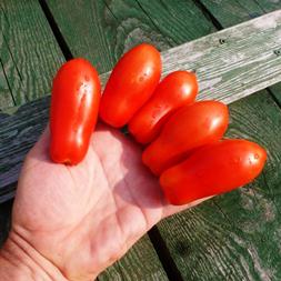 Eine ausgezeichnete Sorte für die Konservierung und verschiedene Gerichte - Tomate Damenfinger: Wir bauen sie selbst an