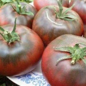 Merkmale des Anbaus und der Pflege von schwarzen Bison-Tomaten