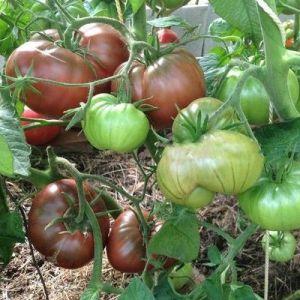 Merkmale des Anbaus und der Pflege von schwarzen Bison-Tomaten