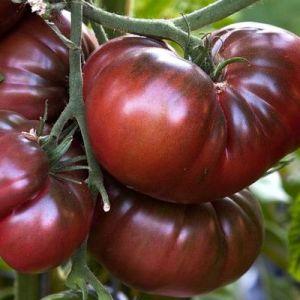 Merkmale des Anbaus und der Pflege von schwarzen Bison-Tomaten