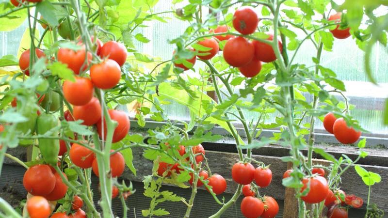 Merkmale des Anbaus von Tomaten Sanka