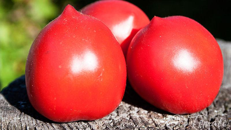 Eine ganze Palette im Garten in einer Sorte - De Barao Tomate und die Geheimnisse ihres Anbaus