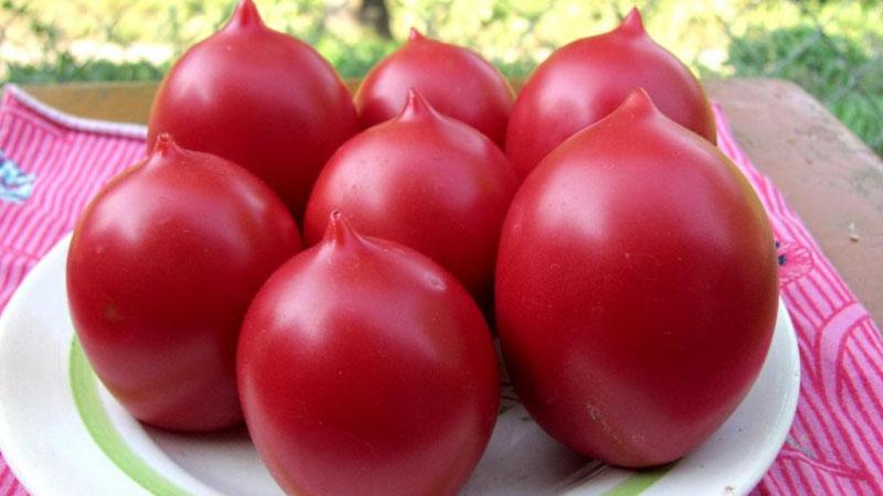 Eine ganze Palette im Garten in einer Sorte - De Barao Tomate und die Geheimnisse ihres Anbaus