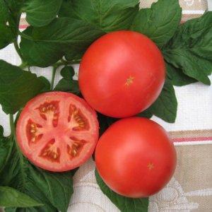 Trauben von leuchtend roten Früchten, wie auf dem Bild: Verlioks Tomaten - Gartendekoration