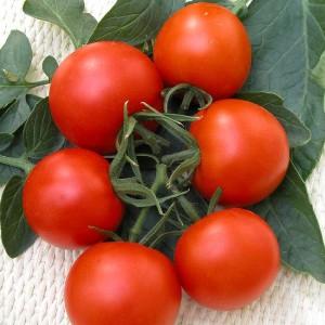 Trauben von leuchtend roten Früchten, wie auf dem Bild: Verlioks Tomaten - Gartendekoration