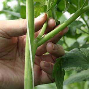 Trauben von leuchtend roten Früchten, wie auf dem Bild: Verlioks Tomaten - Gartendekoration