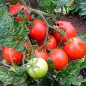 Trauben von leuchtend roten Früchten, wie auf dem Bild: Verlioks Tomaten - Gartendekoration