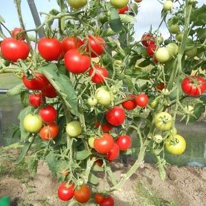 Trauben von leuchtend roten Früchten, wie auf dem Bild: Verlioks Tomaten - Gartendekoration