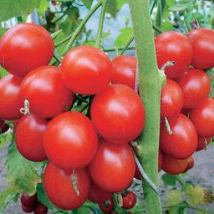 Trauben von leuchtend roten Früchten, wie auf dem Bild: Verlioks Tomaten - Gartendekoration