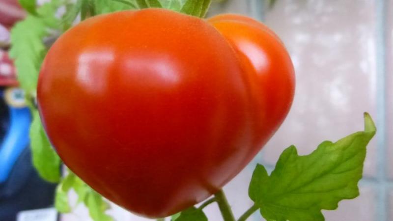 Budenovka-Tomate, die eine reichliche Ernte köstlicher Tomaten liefert - wir bauen sie selbst auf der Baustelle oder im Gewächshaus an