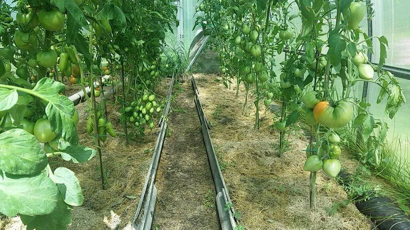 Budenovka-Tomate, die eine reichliche Ernte köstlicher Tomaten liefert - wir bauen sie selbst auf der Baustelle oder im Gewächshaus an