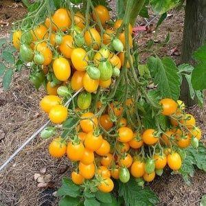 Eine Tomate, die wie eine Zitrone aussieht, lässt niemanden gleichgültig: die Tomate Wonder of the World und die Methode ihres Anbaus