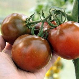 Spektakuläres Aussehen und ungewöhnlicher Geschmack: Kumato-Tomaten und die Geheimnisse ihres Anbaus