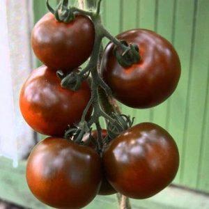 Spektakuläres Aussehen und ungewöhnlicher Geschmack: Kumato-Tomaten und die Geheimnisse ihres Anbaus