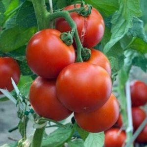 Wie man Tomaten während der Blüte im Gewächshaus füttert und Früchte trägt