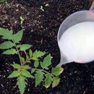 Wie man Tomaten während der Blüte im Gewächshaus füttert und Früchte trägt