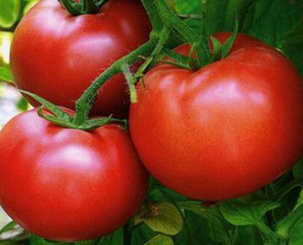 Top 25 der süßesten Tomatensorten und Tipps für die Auswahl für jeden Gärtner