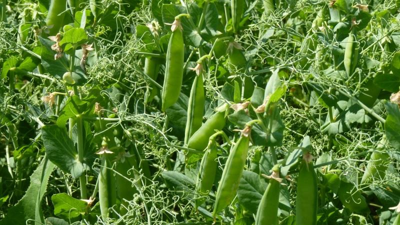 Biologische Merkmale der bekanntesten Erbsen